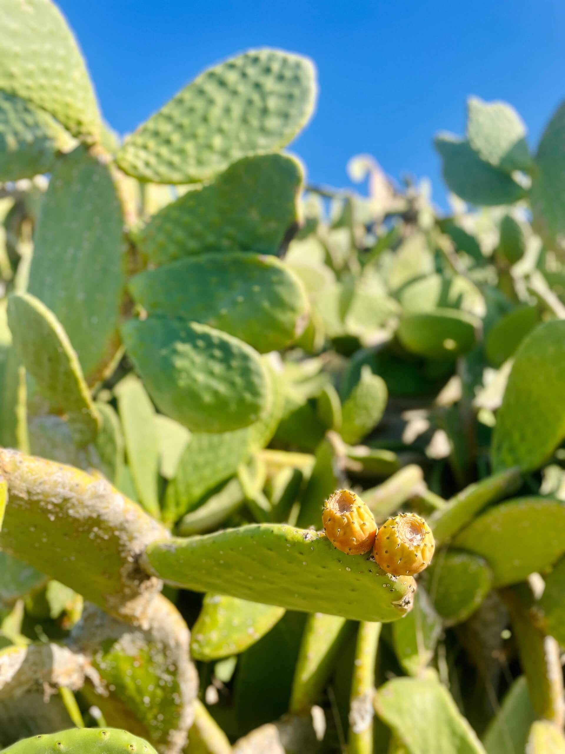 Kakteen Zypern Strandurlaub Wanderurlaub