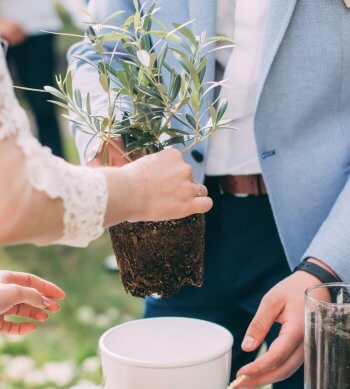 Baum pflanzen Hochzeit