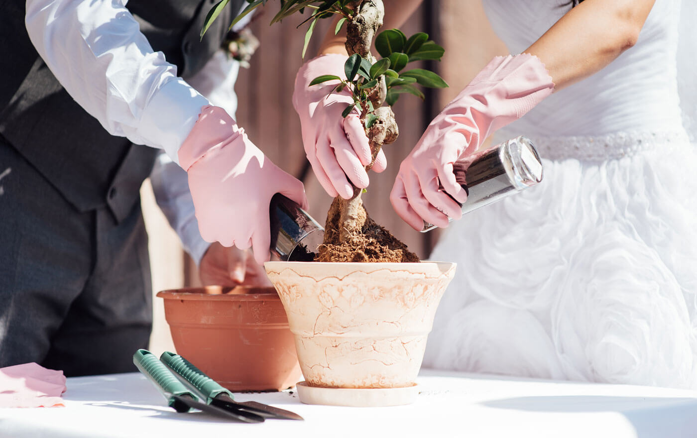 Hochzeitsbaum pflanzen