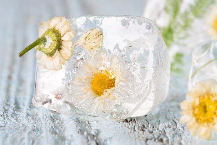 Klare Eiswürfel mit Blumen