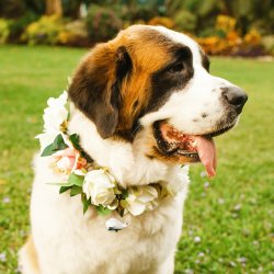 Halsband Hund Hochzeit
