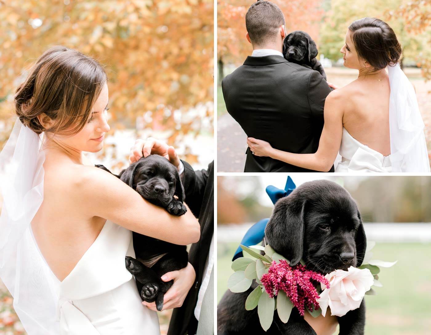 Hochzeitsfotos mit Hund