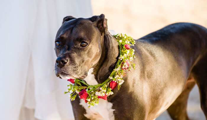 Hund Hochzeit Halsband