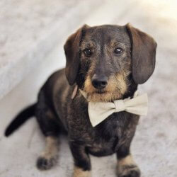 Hundehalsband zur Hochzeit