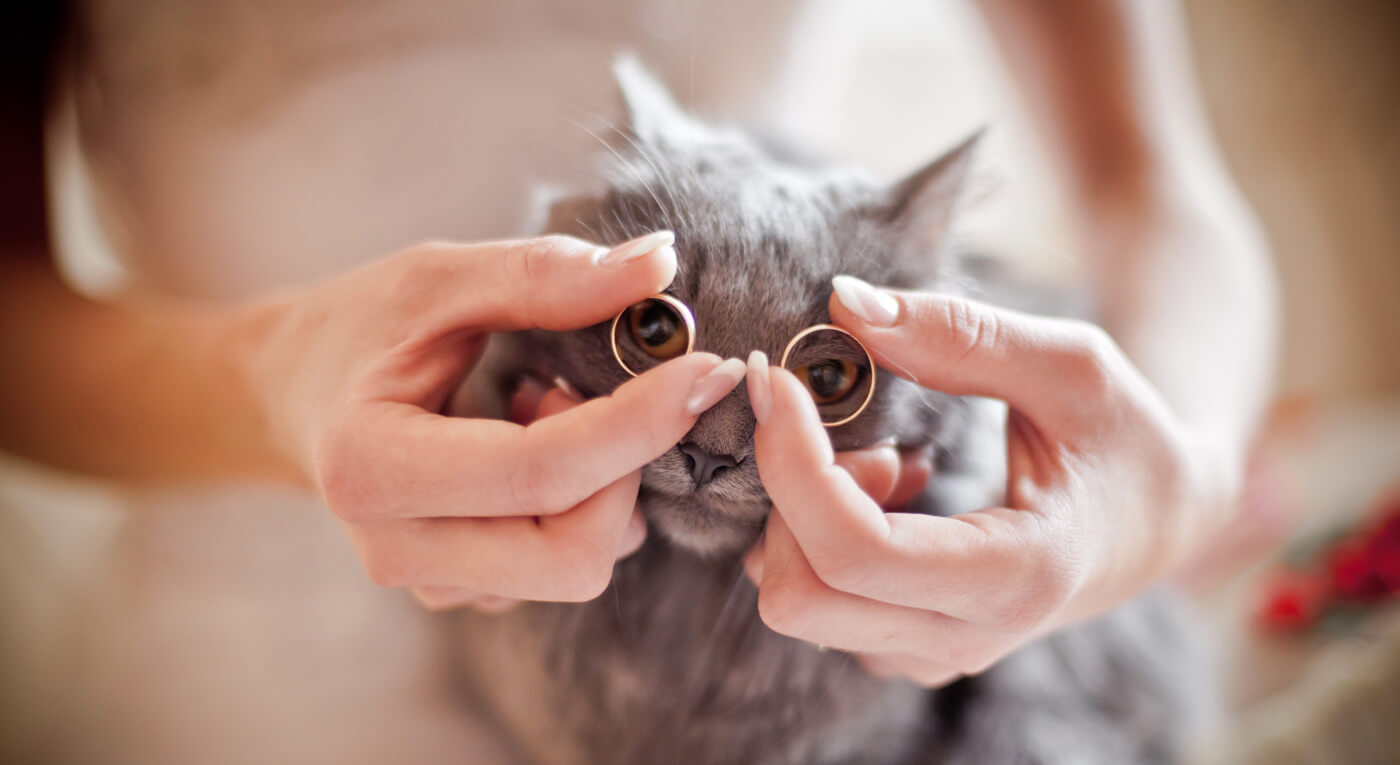 Katze Hochzeit Ringe