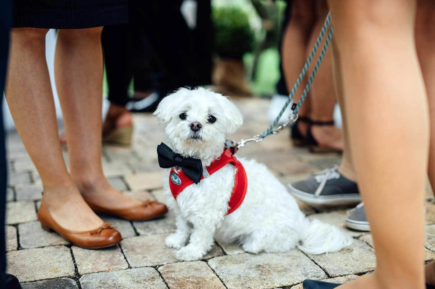 Tipps Hundehochzeit