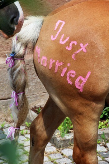 Hochzeit Pferd Just married