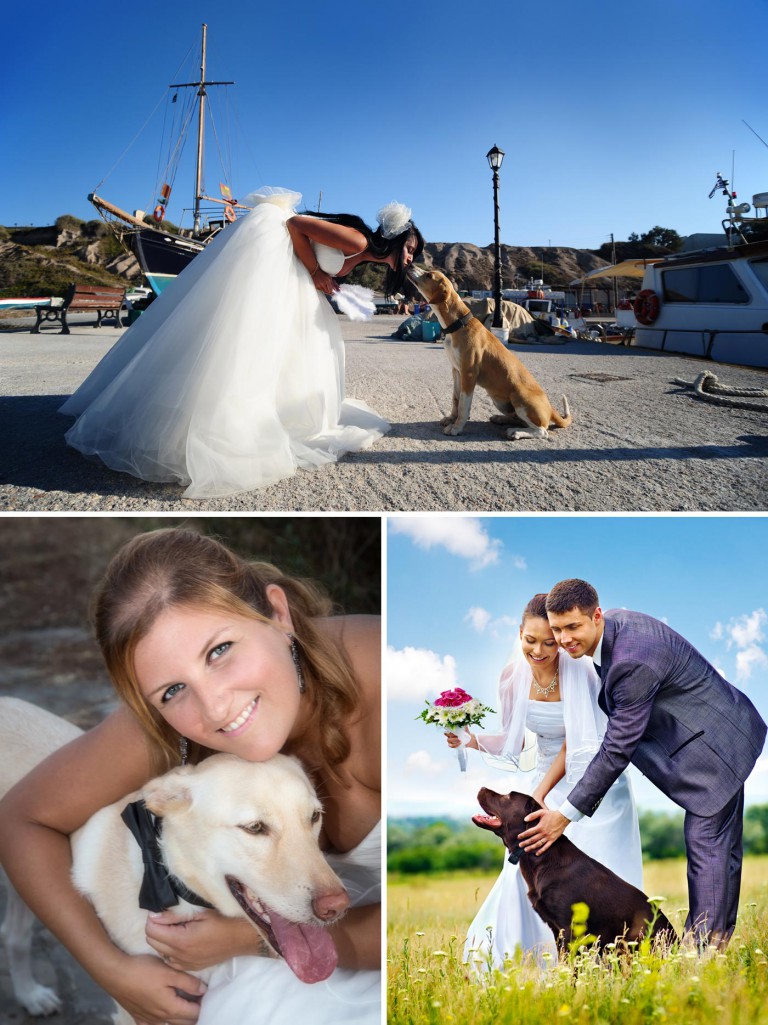 Hund zur Hochzeit Tipps & Ideen, euer Tier mit einzubeziehen