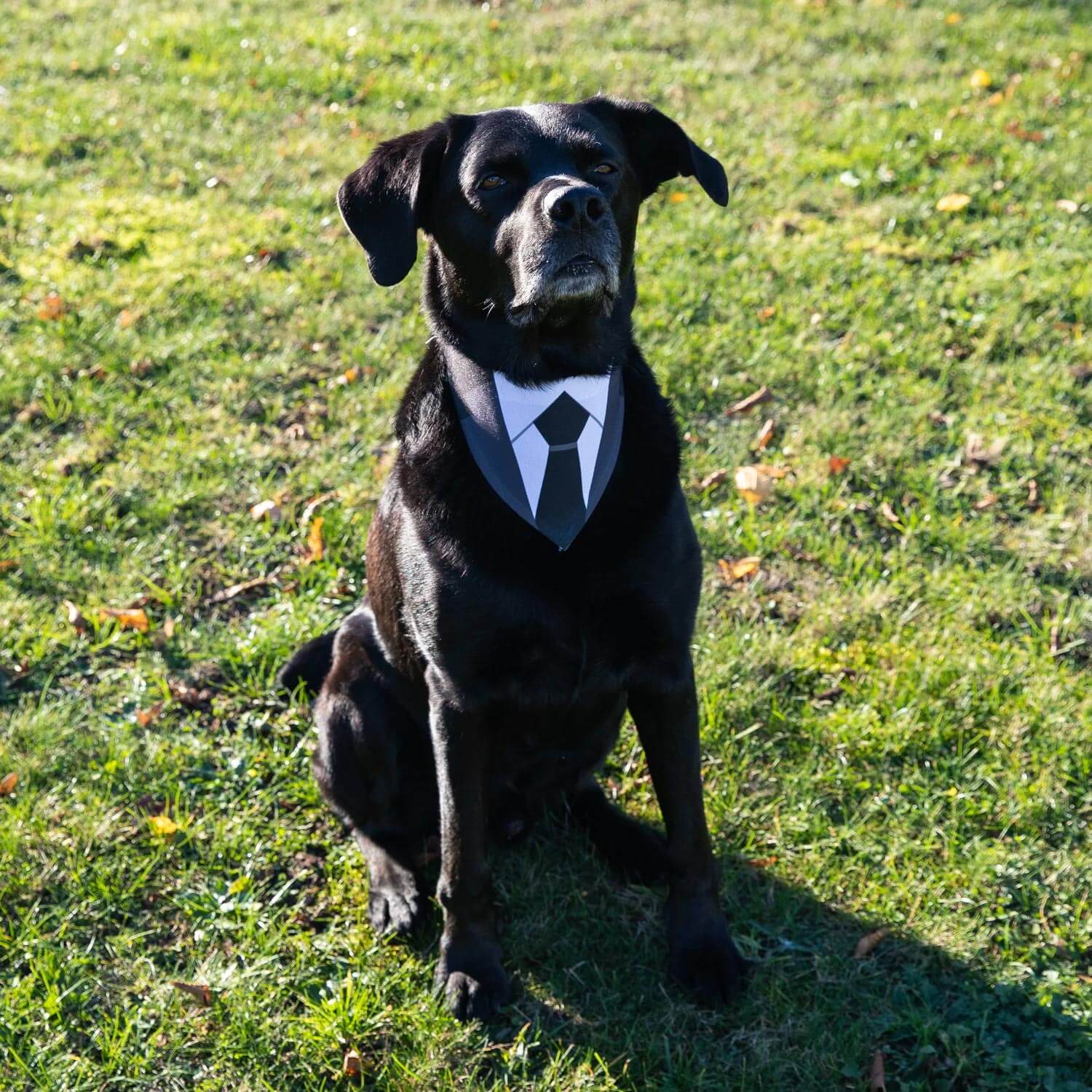 Hundehalstuch 'I Do Too' Für Hochzeit & Verlobung – Polyester, Größe 45 X 45 X 66 Cm, Für Kleine/mittelgroße Hunde