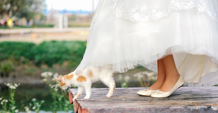 Hochzeit mit Katze