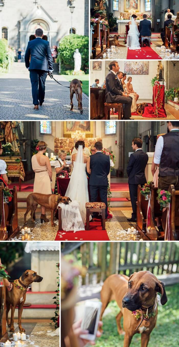 Hund zur Hochzeit