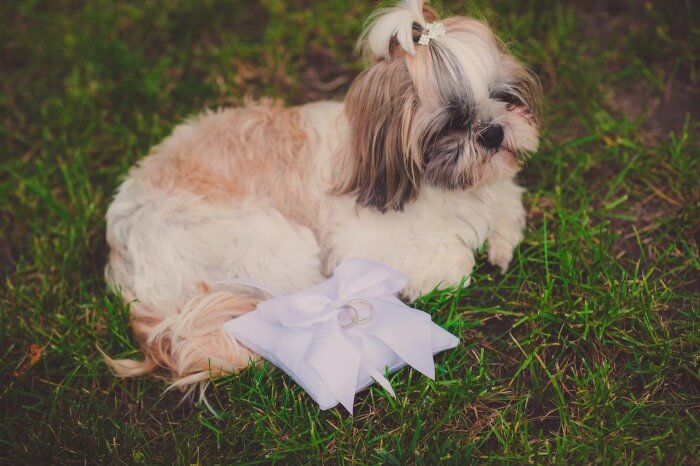 Hunde bei der Hochzeit