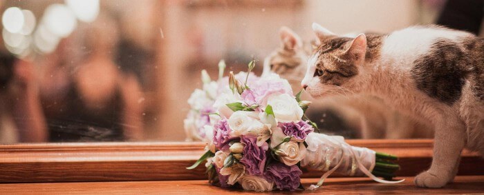 Katze bei der Hochzeit