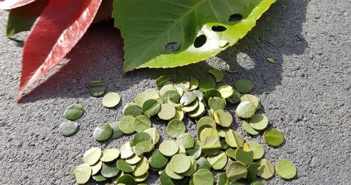 Grüne Hochzeit | Tipps & Ideen für eure Traumhochzeit