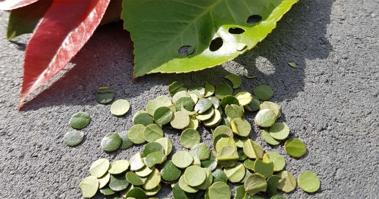 Grüne Hochzeit | Tipps & Ideen für eure Traumhochzeit