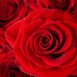 Rote Rosen Hochzeit